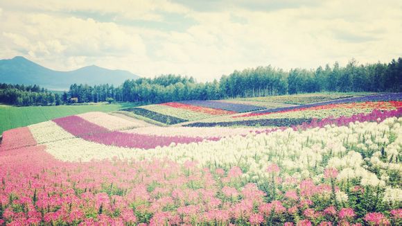 庐江新百花洗浴在哪里