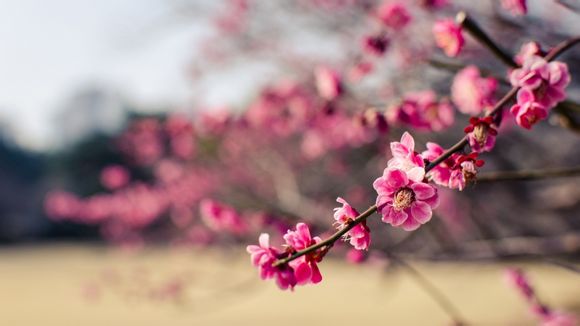 苏州哪里有it